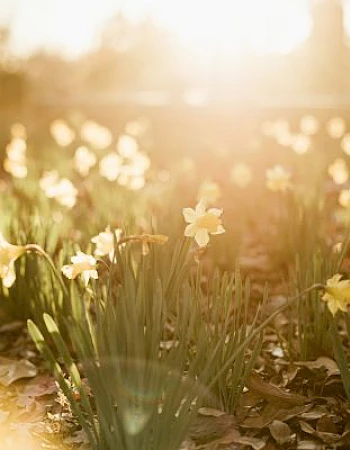 A field of yellow daffodils basking in warm sunlight, creating a serene and glowing atmosphere.