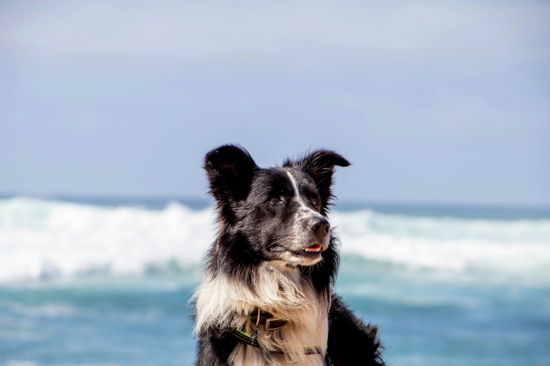 A black and white dog is sitting on a beach with waves in the background, enjoying the ocean view under a clear sky.
