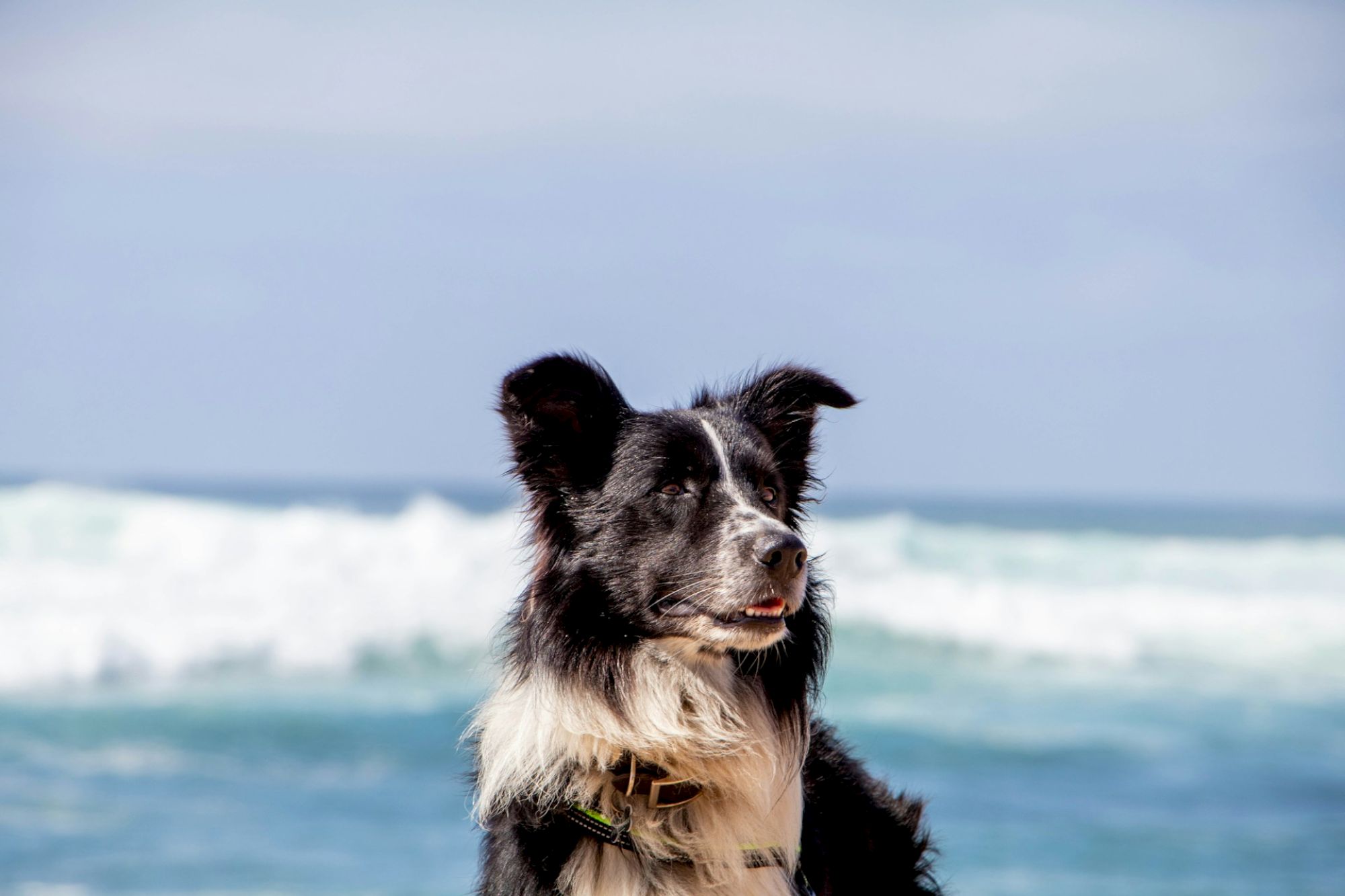 A black and white dog is sitting on a beach with waves in the background, enjoying the ocean view under a clear sky.
