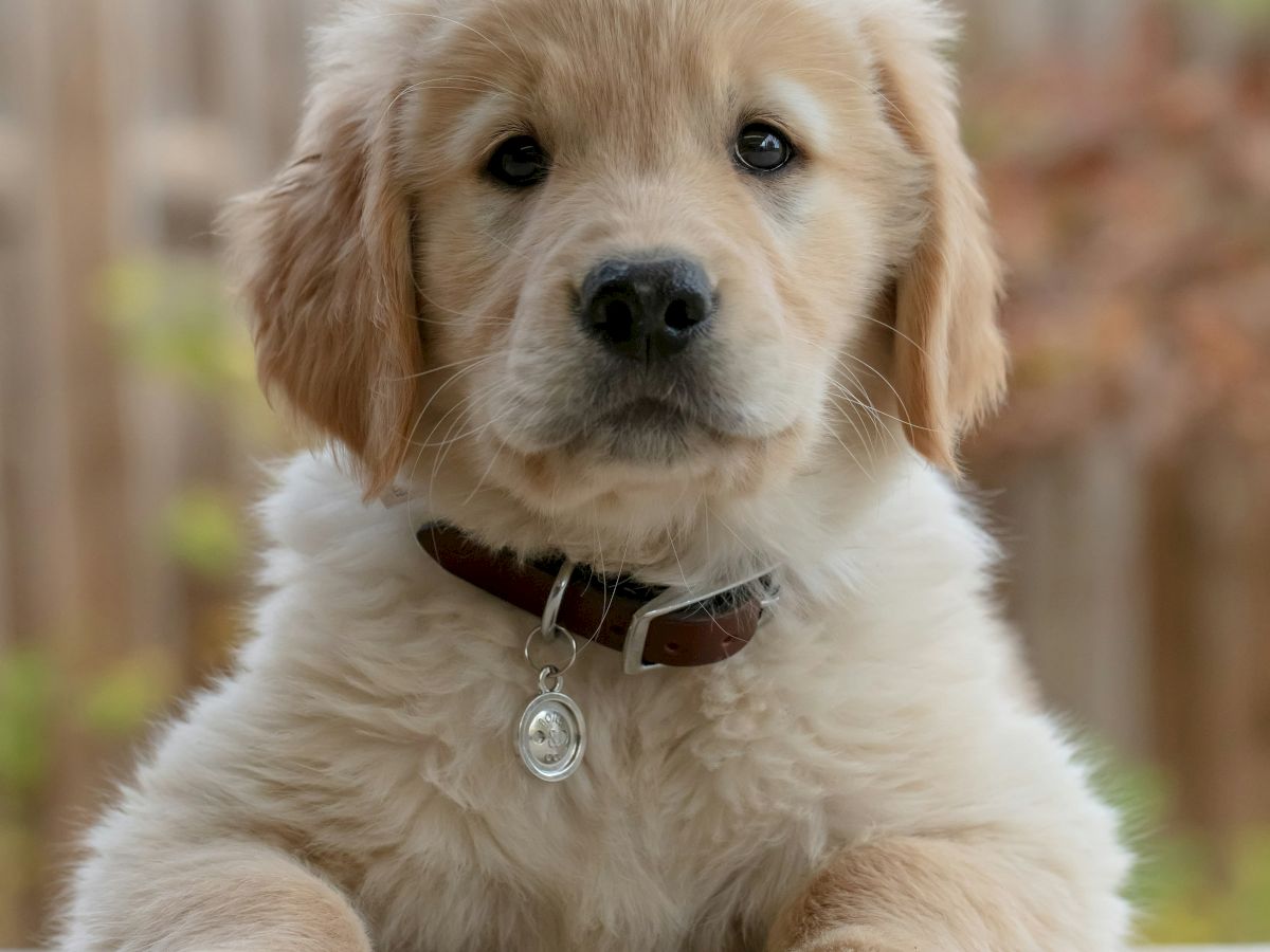 A fluffy golden retriever puppy with a collar, looking directly at the camera, sitting against a blurred outdoor background.